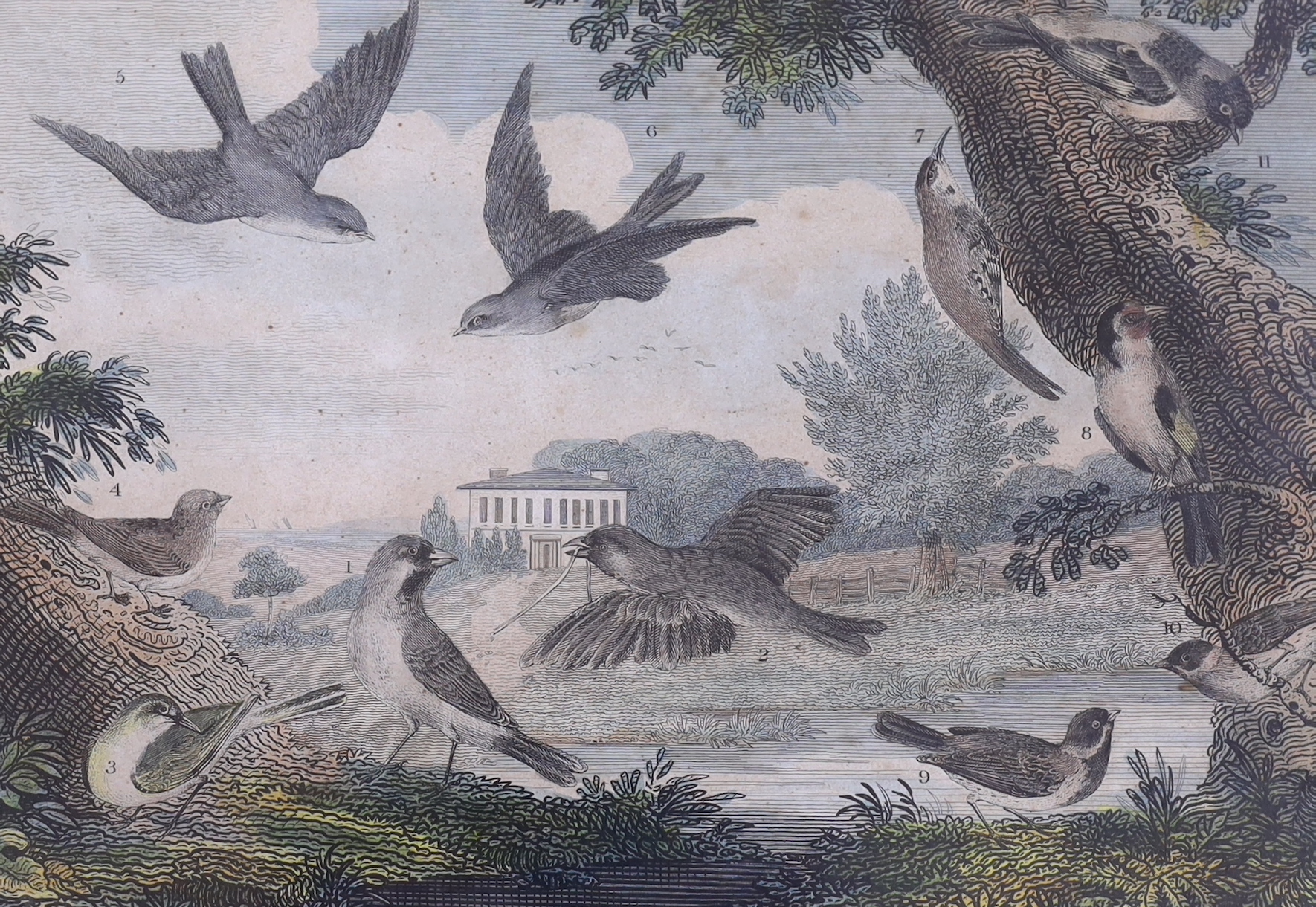 Victorian School, three hand coloured engravings, Studies of British Birds, 21 x 31cm